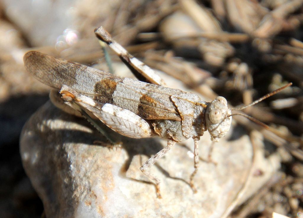 Oedipoda caerulescens caerulescens? S